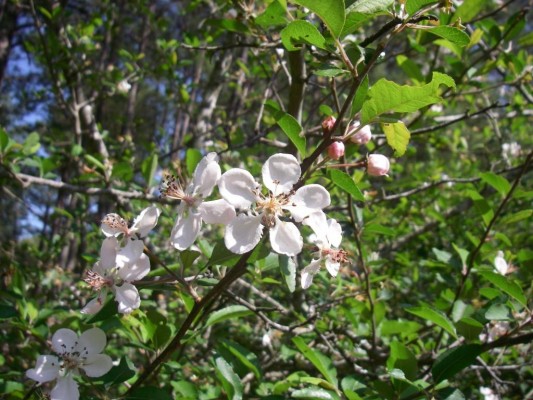 Crabapple